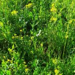 regenerative-farming-project